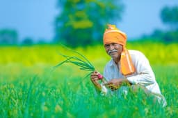 Individual Farmers